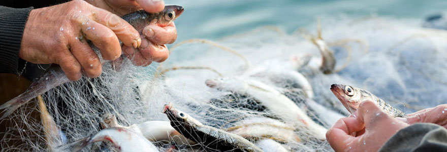 Gestion durable des stocks de pêche